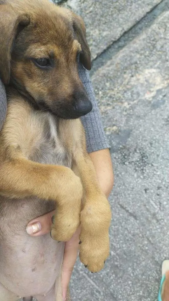 Cachorro raça  idade 2 a 6 meses nome Caramelo