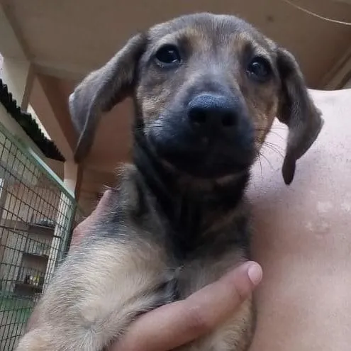 Cachorro raça  idade 2 a 6 meses nome Caramelo