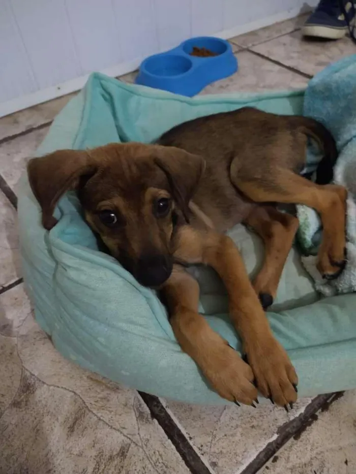 Cachorro raça  idade 2 a 6 meses nome Caramelo