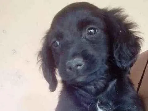 Cachorro ra a Sem raça definida idade 2 a 6 meses nome Sem nome