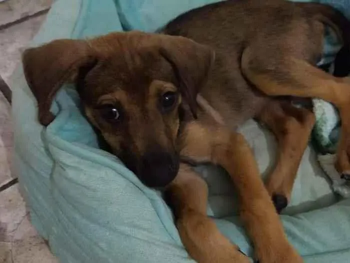 Cachorro raça  idade 2 a 6 meses nome Caramelo