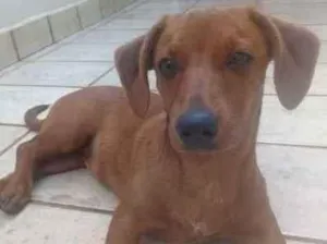 Cachorro raça Sem raça idade 2 anos nome Nikita