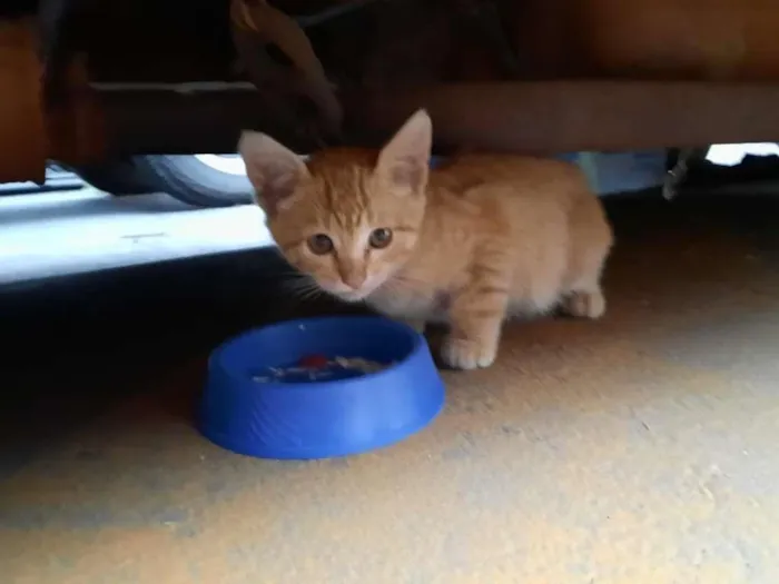 Gato ra a S.R.D. idade Abaixo de 2 meses nome Tintim