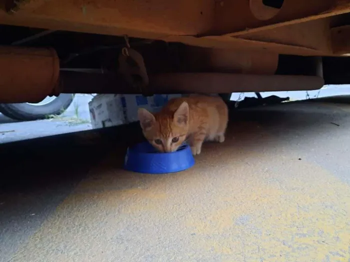 Gato ra a S.R.D. idade Abaixo de 2 meses nome Tintim