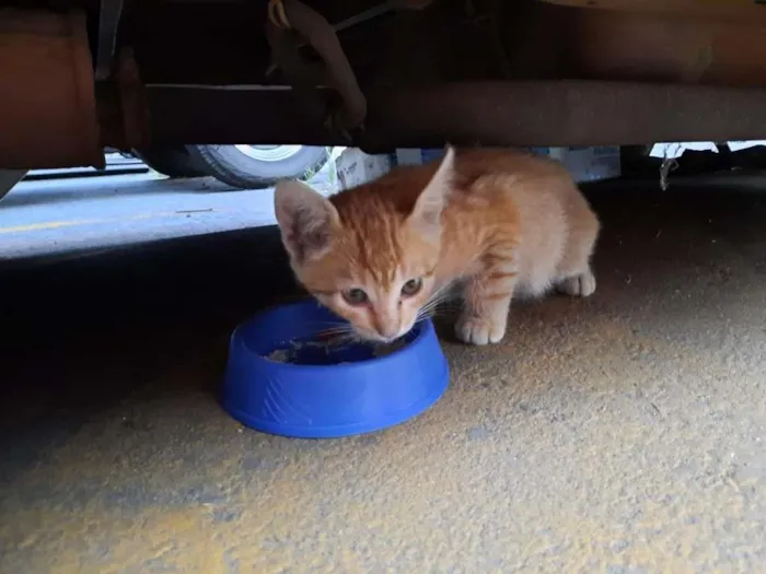 Gato ra a S.R.D. idade Abaixo de 2 meses nome Tintim