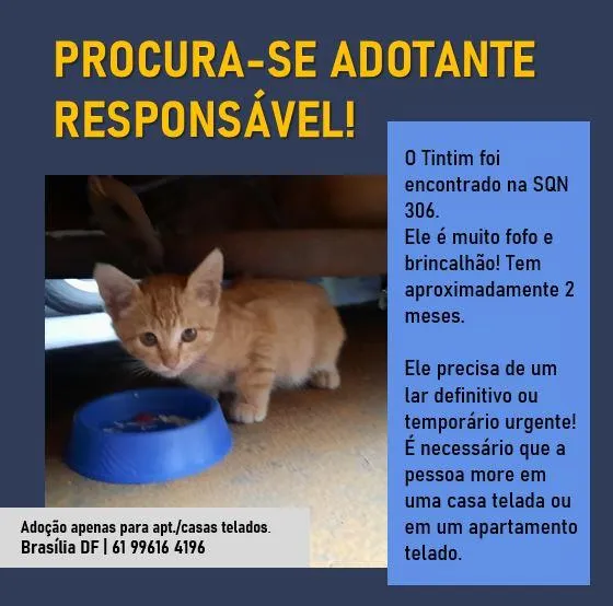 Gato ra a S.R.D. idade Abaixo de 2 meses nome Tintim