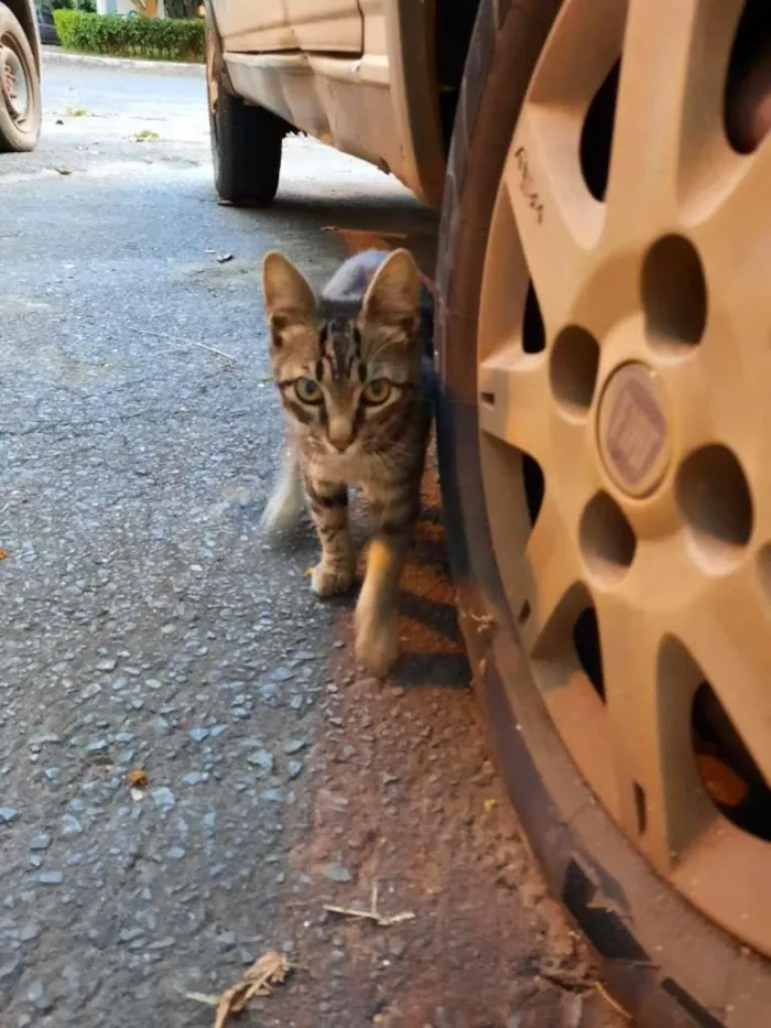 Gato ra a S.R.D. idade 2 a 6 meses nome Bob