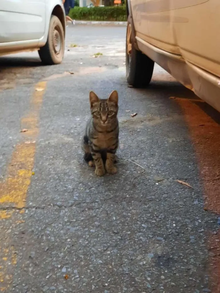 Gato ra a S.R.D. idade 2 a 6 meses nome Bob