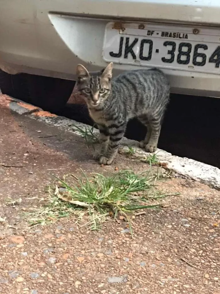 Gato ra a S.R.D. idade 2 a 6 meses nome Bob
