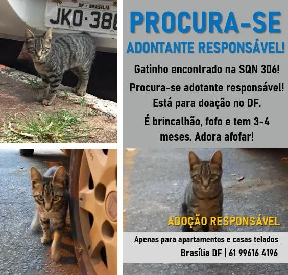 Gato ra a S.R.D. idade 2 a 6 meses nome Bob