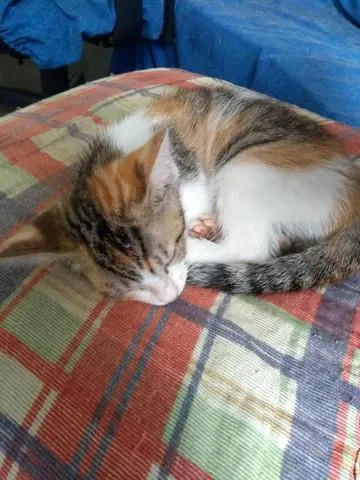 Gato ra a SRD idade 2 a 6 meses nome Gatos Glória