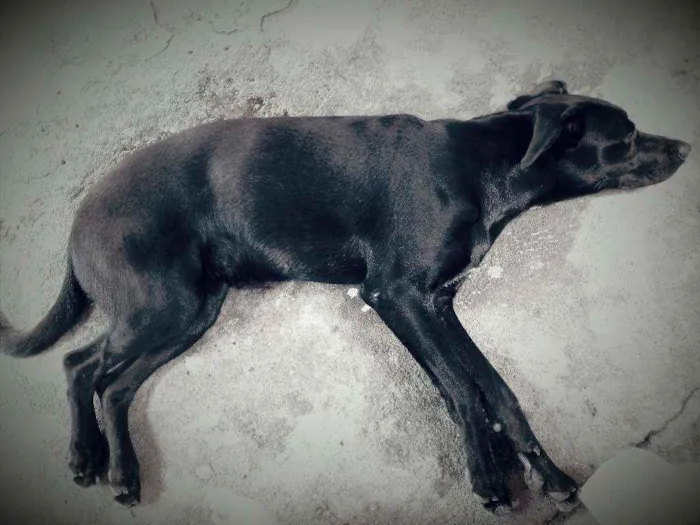 Cachorro ra a Labradora idade 1 ano nome LaiKa