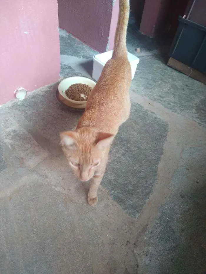 Gato ra a SRD-ViraLata idade 2 anos nome Gold