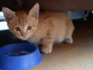 Gato raça S.R.D. idade Abaixo de 2 meses nome Tintim