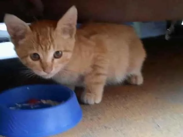 Gato ra a S.R.D. idade Abaixo de 2 meses nome Tintim