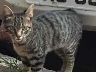 Gato ra a S.R.D. idade 2 a 6 meses nome Bob
