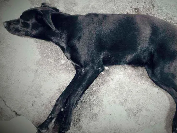Cachorro ra a Labradora idade 1 ano nome LaiKa