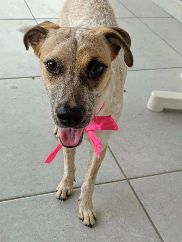 Cachorro ra a Vira Lata idade 7 a 11 meses nome Farofa