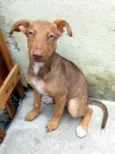 Cachorro raça  idade 2 a 6 meses nome Filhote 