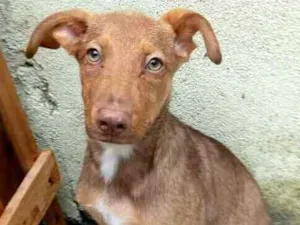 Cachorro raça  idade 2 a 6 meses nome Filhote 