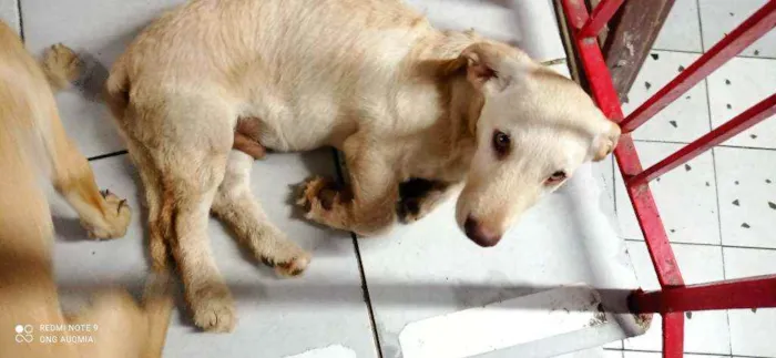 Cachorro raça SRD idade 2 a 6 meses nome Totó