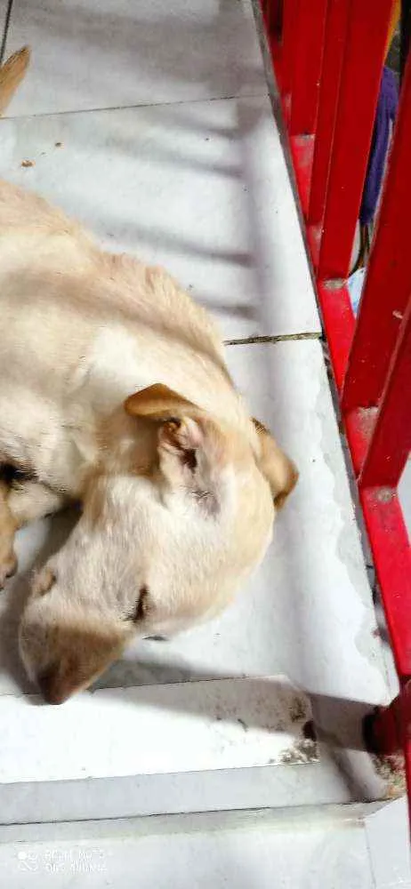 Cachorro raça SRD idade 2 a 6 meses nome Totó