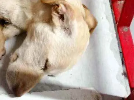 Cachorro raça SRD idade 2 a 6 meses nome Totó