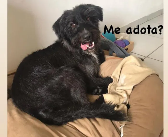 Cachorro ra a SRD-ViraLata idade 2 anos nome Nescau
