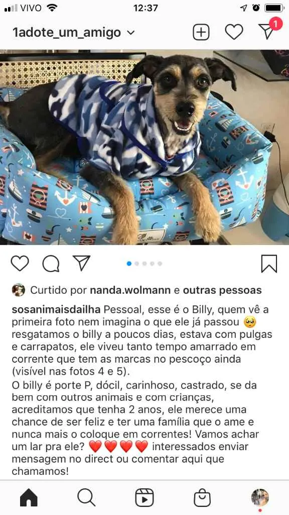 Cachorro ra a Vira-lata  idade 2 anos nome Billy 