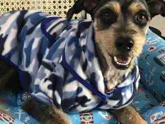 Cachorro ra a Vira-lata  idade 2 anos nome Billy 