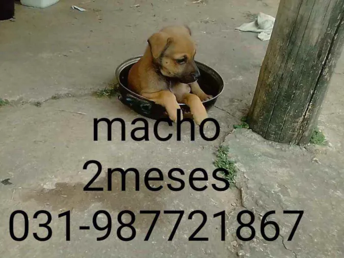 Cachorro raça Vira lata idade Abaixo de 2 meses nome Não tem nome 