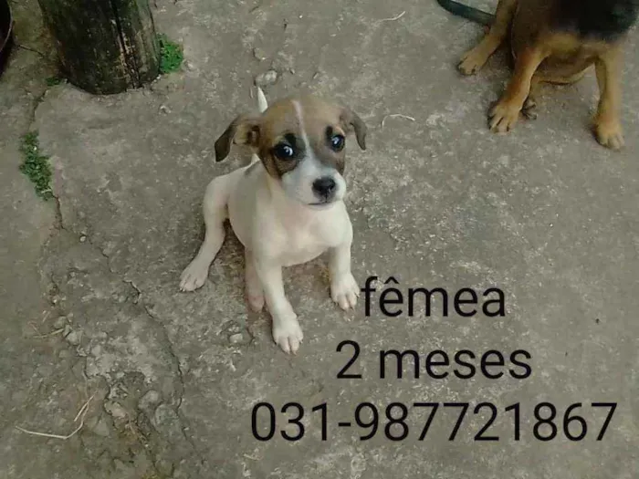 Cachorro raça Vira lata idade Abaixo de 2 meses nome Não tem nome 