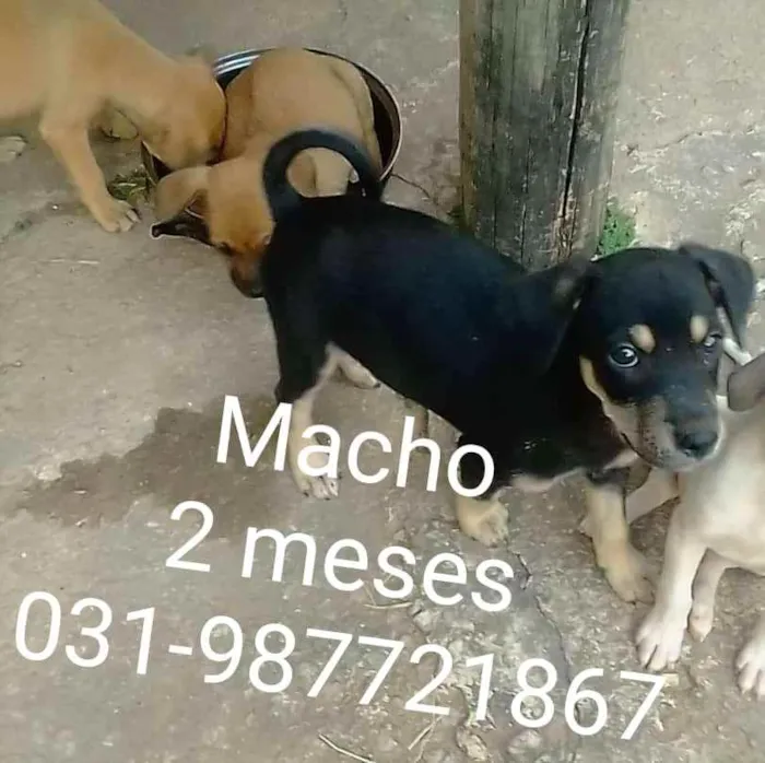 Cachorro raça Vira lata idade Abaixo de 2 meses nome Não tem nome 
