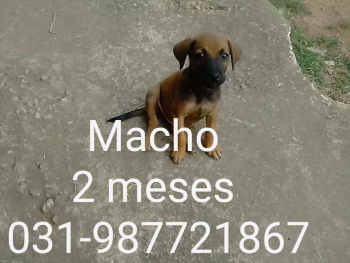Cachorro raça Vira lata idade Abaixo de 2 meses nome Não tem nome 