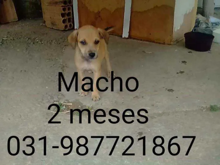 Cachorro raça Vira lata idade Abaixo de 2 meses nome Não tem nome 