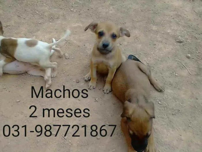 Cachorro raça Vira lata idade Abaixo de 2 meses nome Não tem nome 