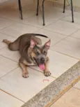 Jolie