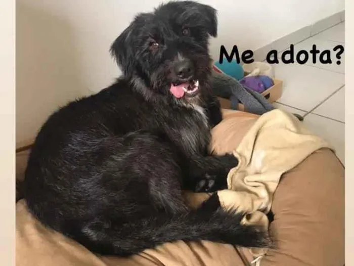 Cachorro ra a SRD-ViraLata idade 2 anos nome Nescau