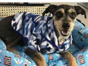 Cachorro raça Vira-lata  idade 2 anos nome Billy 