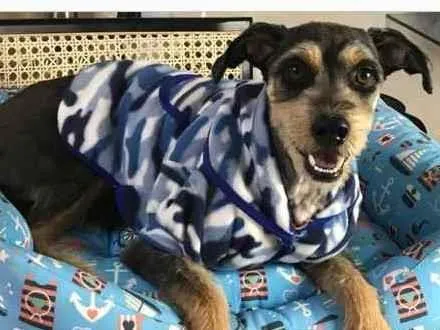 Cachorro ra a Vira-lata  idade 2 anos nome Billy 