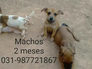 Cachorro raça Vira lata idade Abaixo de 2 meses nome Não tem nome 