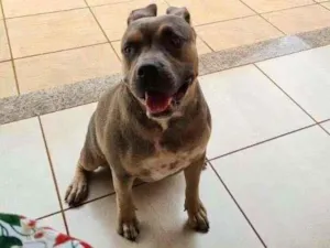 Cachorro raça Pit-Bull idade 7 a 11 meses nome Jolie