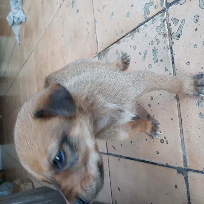 Cachorro raça Vira lata  idade 2 a 6 meses nome Fred
