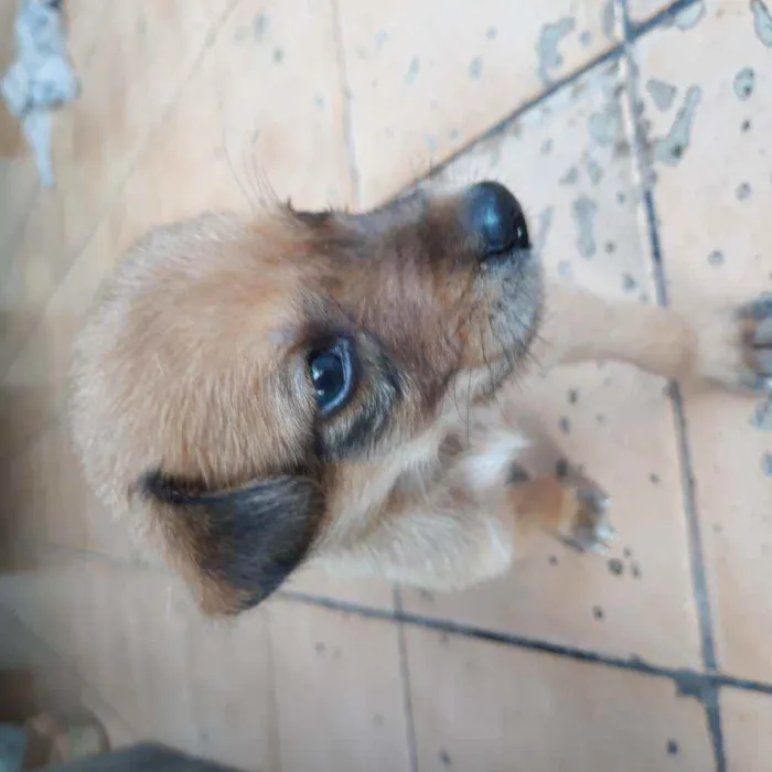 Cachorro raça Vira lata  idade 2 a 6 meses nome Fred