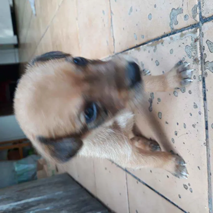 Cachorro raça Vira lata  idade 2 a 6 meses nome Fred