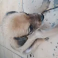 Fred