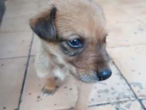 Cachorro raça Vira lata  idade 2 a 6 meses nome Fred