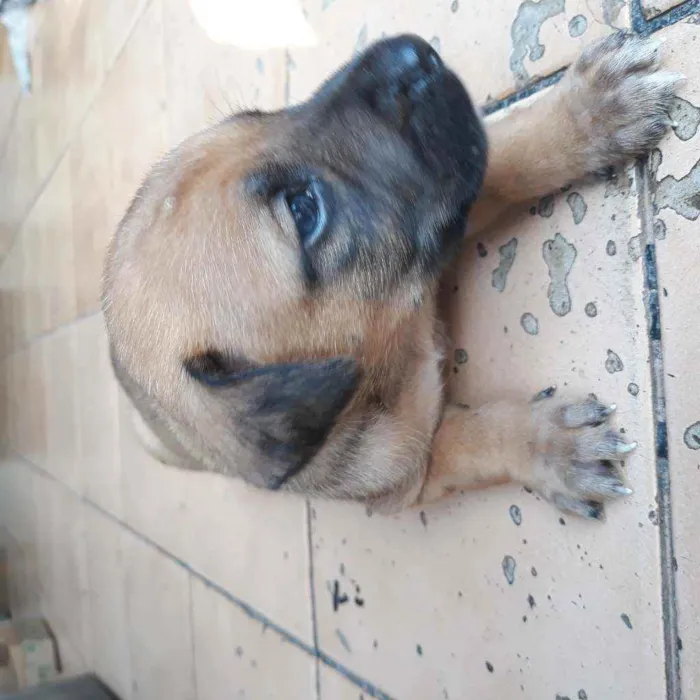 Cachorro raça Vira lata  idade 2 a 6 meses nome Tobby