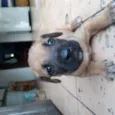 Tobby