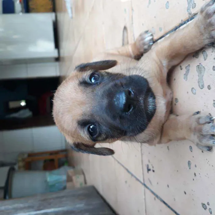 Cachorro raça Vira lata  idade 2 a 6 meses nome Tobby